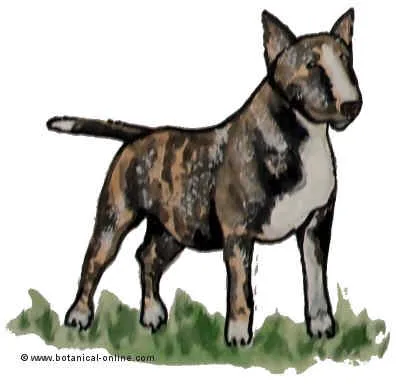 Características del Bull Terrier