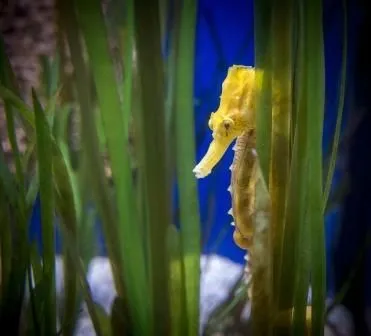 Características de los caballitos de mar » CABALLITODEMARPEDIA Características de los caballitos de mar » CABALLITODEMARPEDIA