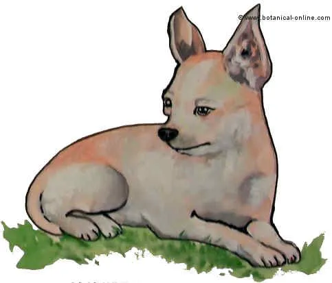 Características del Chihuahua