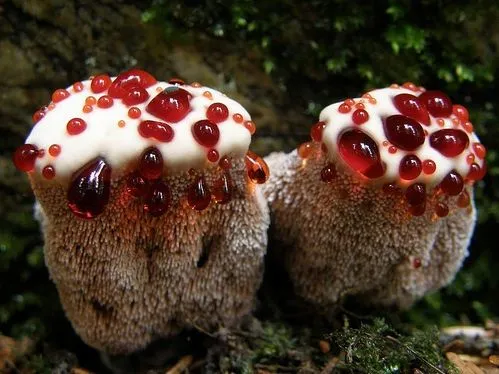 Características generales del reino fungí - EL REINO FUNGI Características generales del reino fungí - EL REINO FUNGI