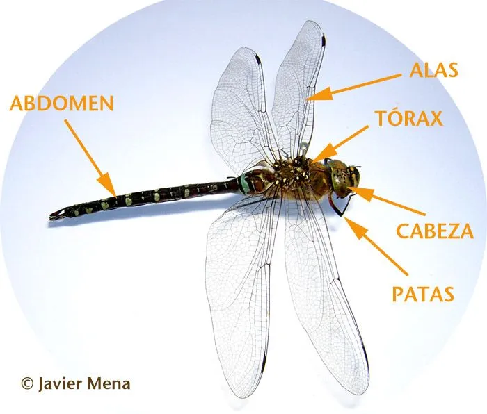 Caracteristicas insectos