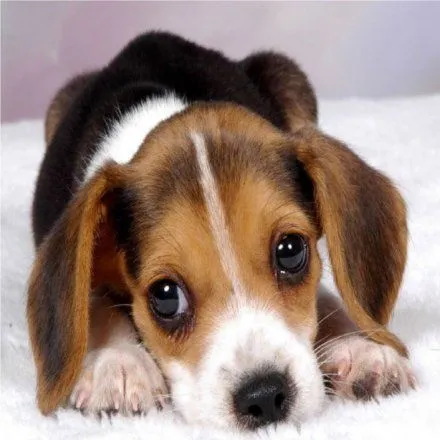 Características del Perro Beagle. Lo bueno y lo Malo | Blog Perro Características del Perro Beagle. Lo bueno y lo Malo | Blog Perro