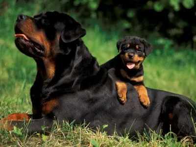 Caracteristicas de los perros Rottweiler