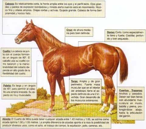 Características de la Raza Cuarto de Milla | JINETE Y CABALLO