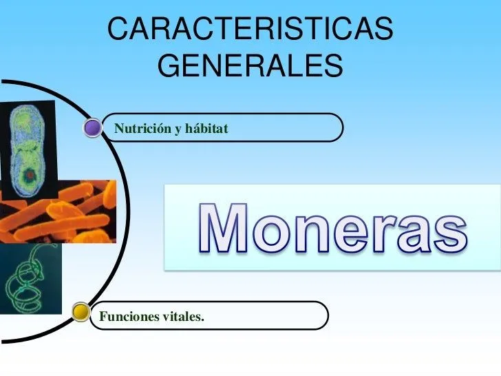 Caracteristicas Reino Monera