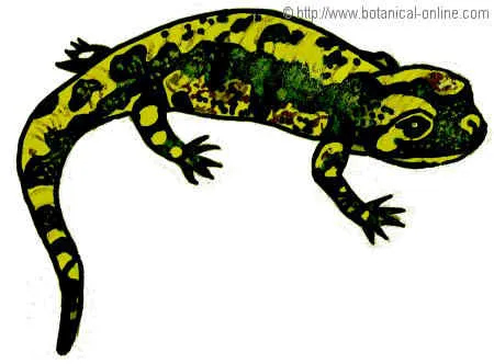 salamandra.jpg