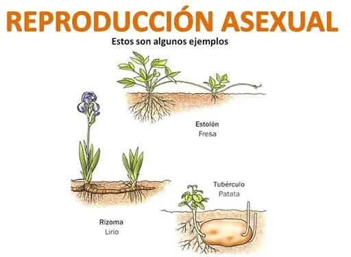 Características de los seres vivos ~ CIENCIA PARA TODOS Características de los seres vivos ~ CIENCIA PARA TODOS