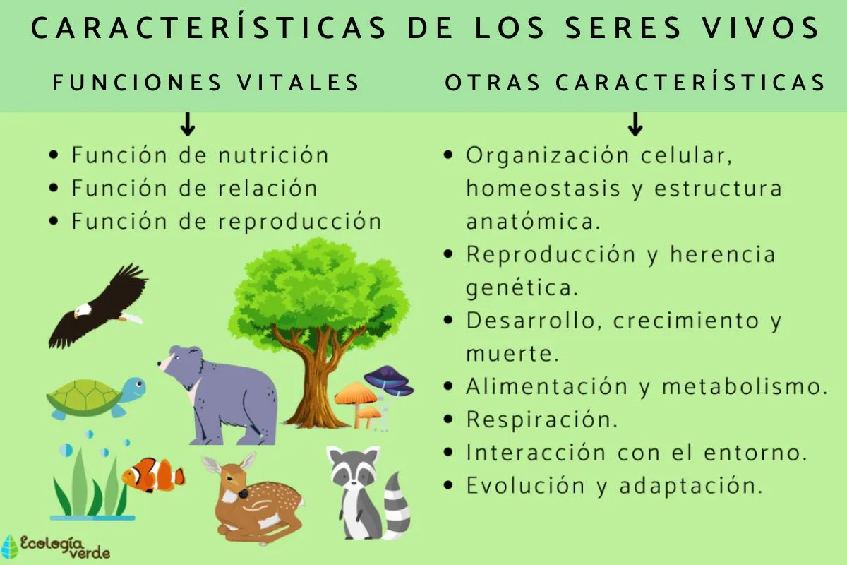 Características de los seres vivos - Resumen