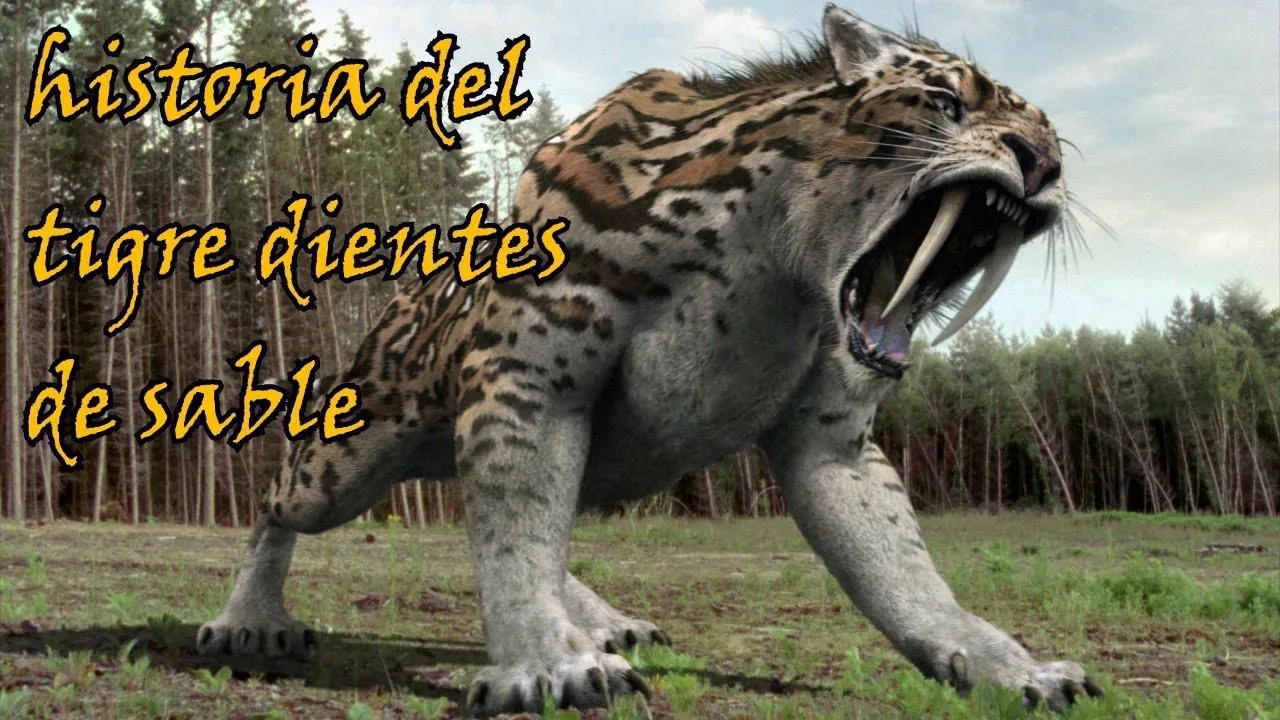 Características, tamaño y extinción del tigre de dientes de sable Características, tamaño y extinción del tigre de dientes de sable