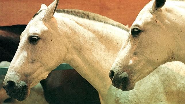 caballo-pelo--644x362.JPG