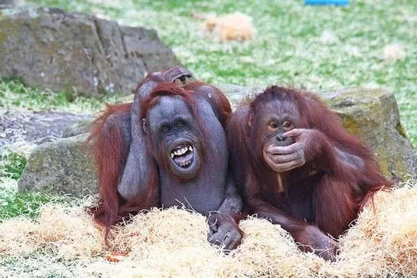 Las caras más felices del mundo animal | noticias sobre el mundo ...