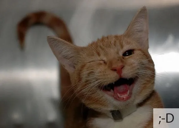 Gatos con cara de emoticonos | Analistas de Ocio Gatos con cara de emoticonos | Analistas de Ocio