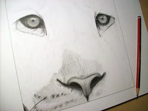 Caras de leones para dibujar a lapiz - Imagui
