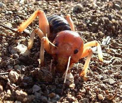 Caras de niño insecto - 12 fotos e imágenes gratis - Imagui