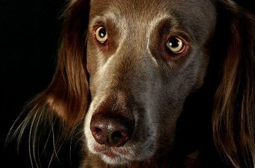 Caras de perro, fotos que muestran sentimientos | SobreFotos Caras de perro, fotos que muestran sentimientos | SobreFotos