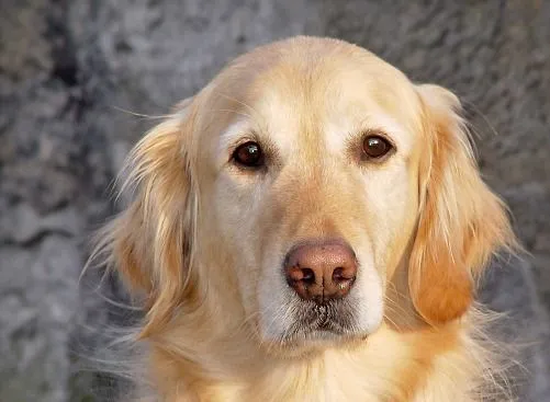 Caras de perro, fotos que muestran sentimientos | SobreFotos Caras de perro, fotos que muestran sentimientos | SobreFotos