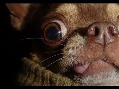 Las Caras De perros Mas Chistosas Del Mundo Parte 1 - YouTube Las Caras De perros Mas Chistosas Del Mundo Parte 1 - YouTube