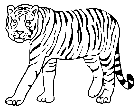 Caras De Tigres Para Pintar Colorear Imagui Pictures