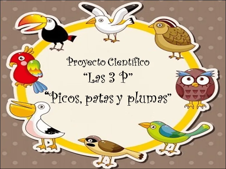 Etapas del proyecto | Picos,patas y plumas