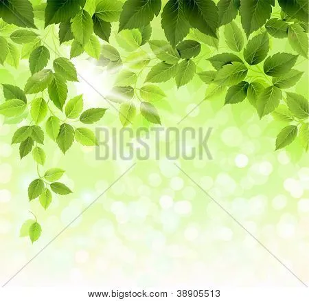 Vectores y fotos en stock de Rama de verano con hojas verdes ... Vectores y fotos en stock de Rama de verano con hojas verdes ...