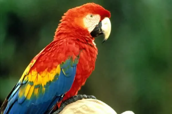 ... psitaciformes que incluye a los loros o papagayos los guacamayos las ... psitaciformes que incluye a los loros o papagayos los guacamayos las