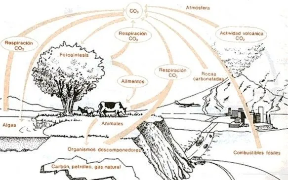 Carbono: Ciclo del carbono