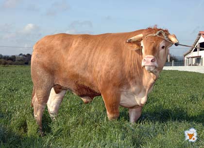 Carbuga S.L. - Distribuidor de Carne de Buey Gallega Carbuga S.L. - Distribuidor de Carne de Buey Gallega