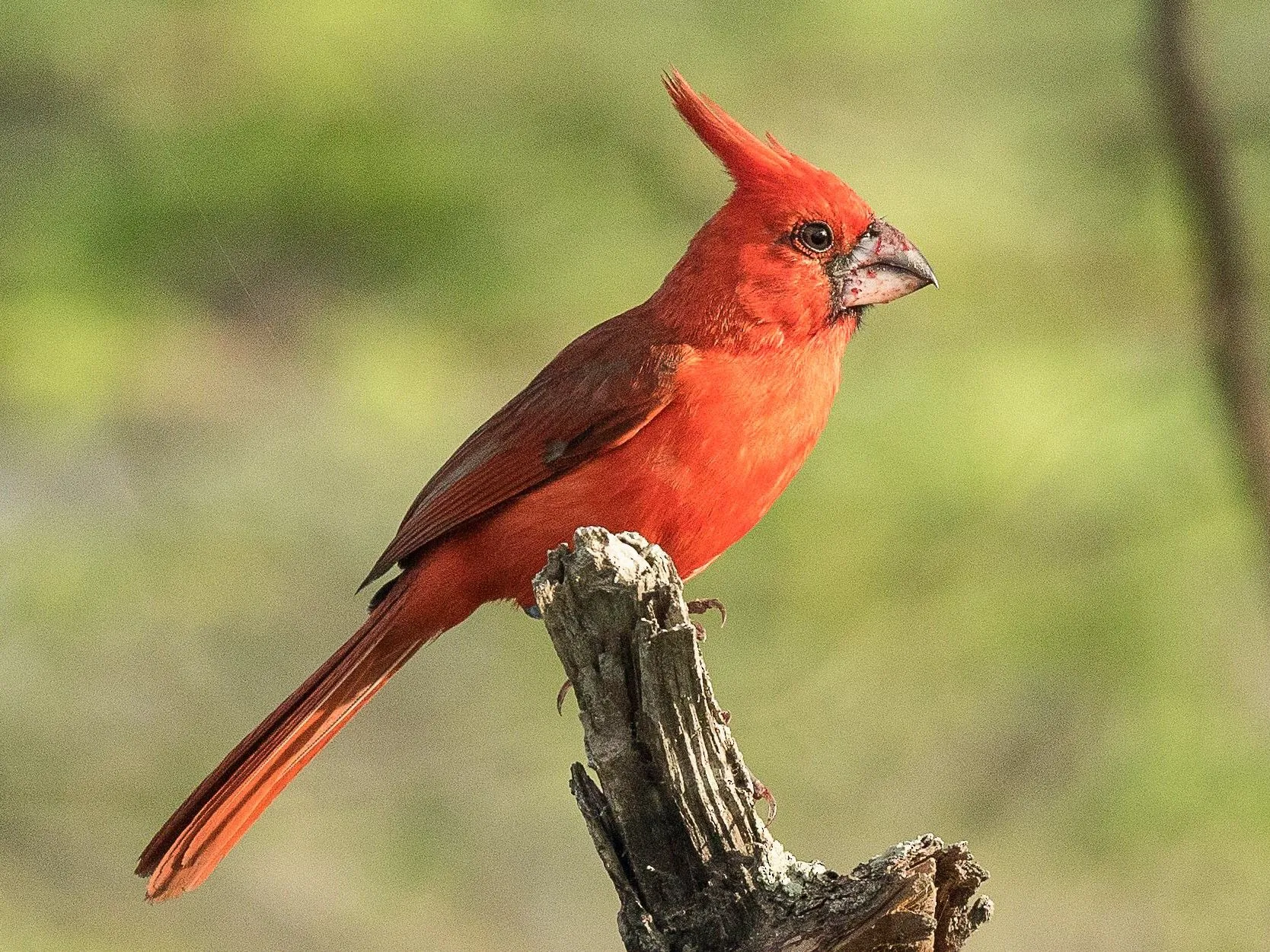 Cardenal Coriano - eBird