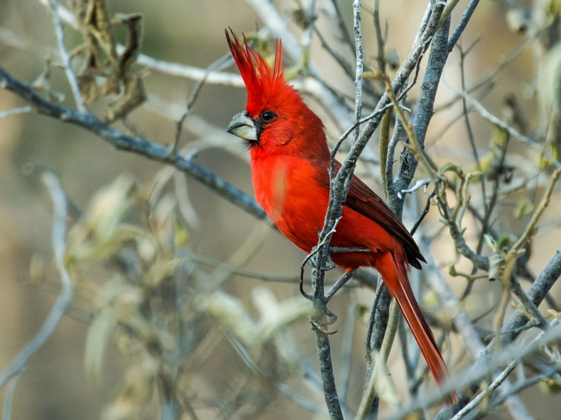 Cardenal Coriano - eBird