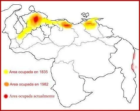 Qué es el Cardenalito de Venezuela