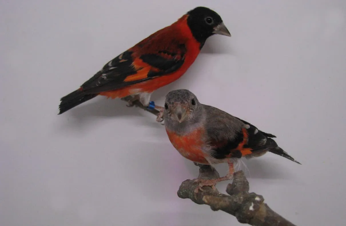 Cardenalito de Venezuela, Spinus cucullatus, y su rojo intenso Cardenalito de Venezuela, Spinus cucullatus, y su rojo intenso