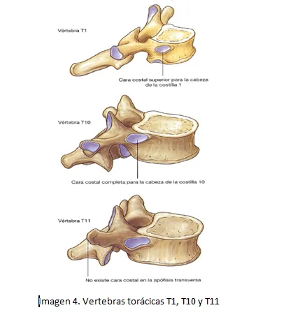 cardiorespiratoriouq: Huesos y articulaciones del toráx por ...