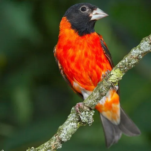 Carduelis cucullata - Wikipedia, la enciclopedia libre Carduelis cucullata - Wikipedia, la enciclopedia libre