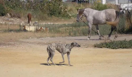 Una caricatura de tu animal de compañía a beneficio de SOS Galgos ...