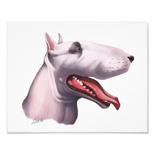 Caricatura de bull terrier del inglés fotografias | Zazzle