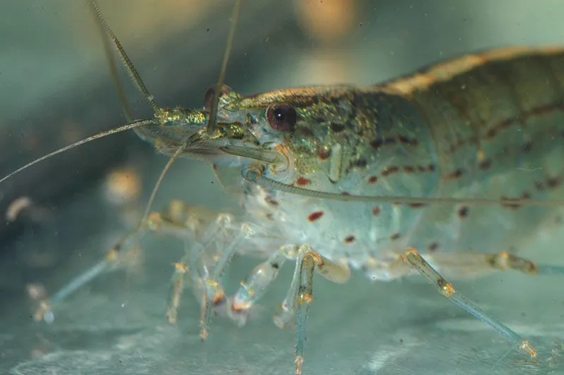 caridina japonica | zorbaelbuda