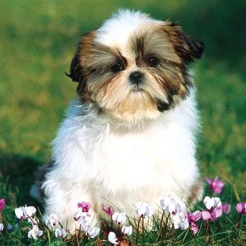 Los Cariñosos Perros Shih Tzu Socializan Fácilmente - Paperblog Los Cariñosos Perros Shih Tzu Socializan Fácilmente - Paperblog