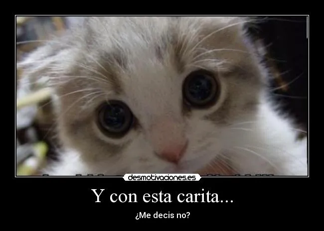Carteles de Kitten | Desmotivaciones