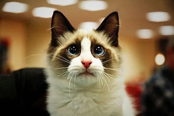 Carita gato con botas - Imagui