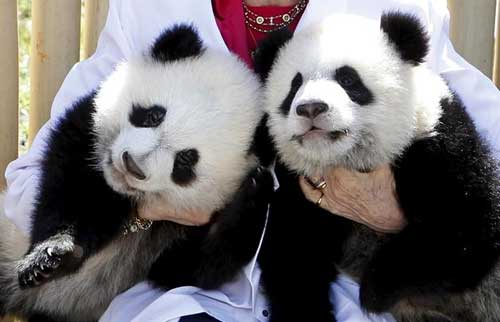 Osos panda bebés animados - Imagui