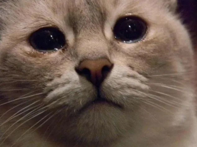 Galería: Los gatos más tristes de la red | Sopitas.com