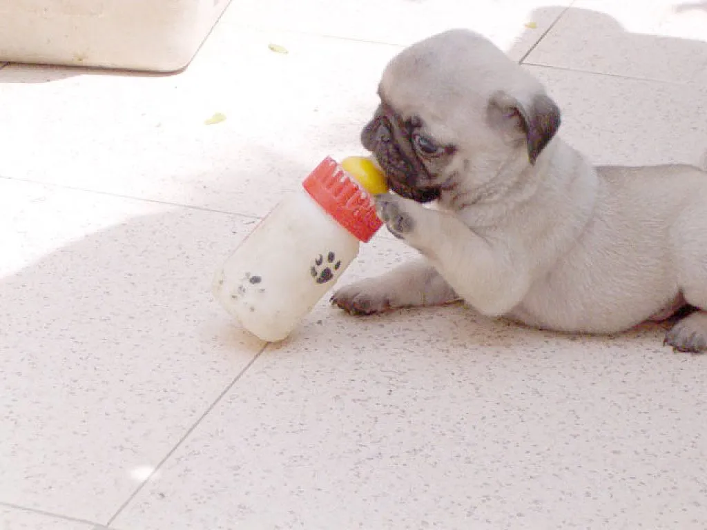 todo sobre la raza pug | Cuidar de tu perro es facilisimo. todo sobre la raza pug | Cuidar de tu perro es facilisimo.