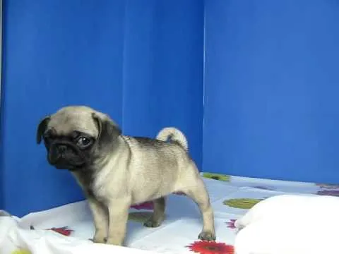 Carlino o Pug Hembra STA REF:168 2 - YouTube Carlino o Pug Hembra STA REF:168 2 - YouTube