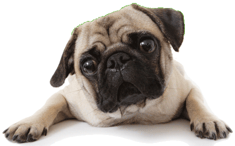 Carlino | Wikifaunia, tu enciclopedia de animales