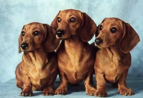 El perro Salchicha - Taringa!
