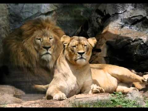 CARNIVOROS Y HERBIVOROS EJEMPLOS - YouTube
