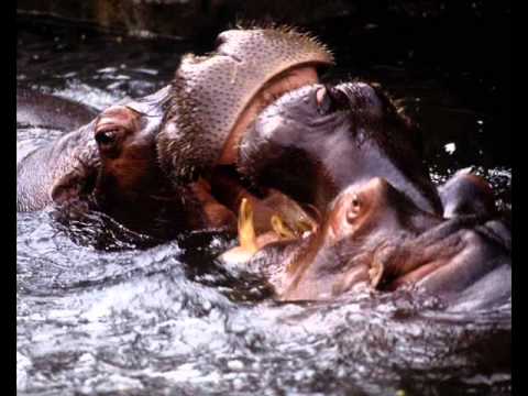 Carnivoros, herbivoros y omnivoros by Magali - YouTube Carnivoros, herbivoros y omnivoros by Magali - YouTube