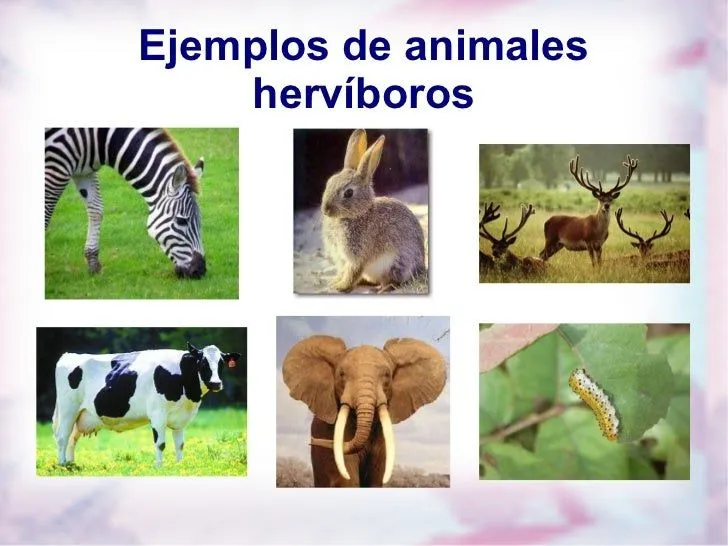 carnivoros-herviboros- ...