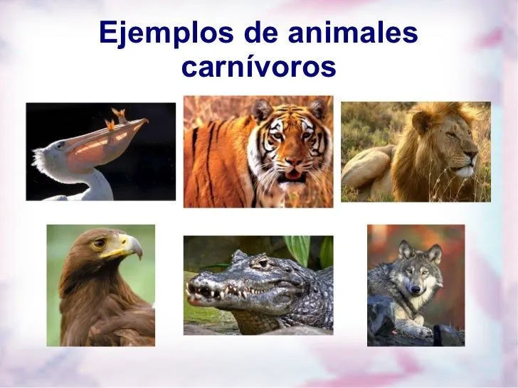 carnivoros-herviboros- ...