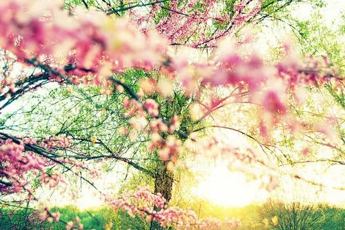 Flores con frases Tumblr - Imagui